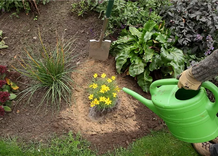 Mädchenauge - Einpflanzen im Garten