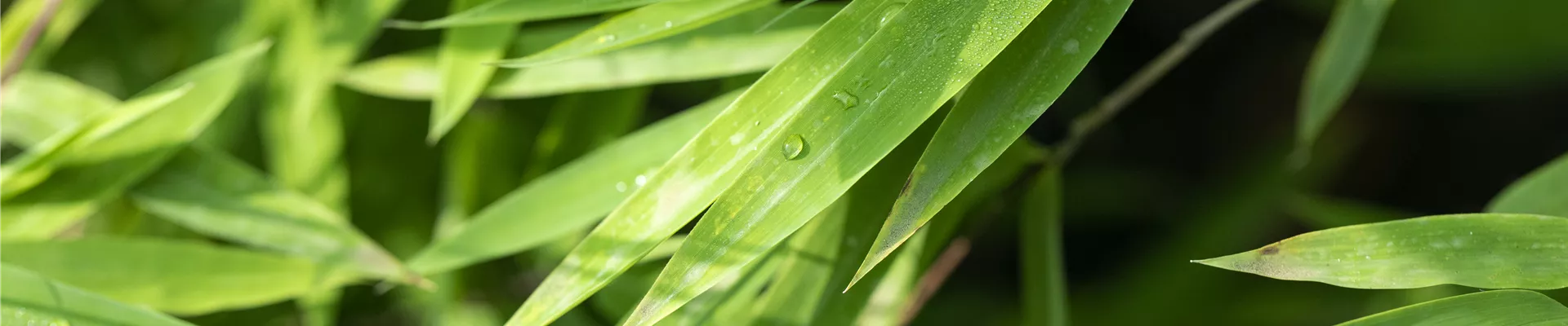 Fargesia nitida 'Black Pearl'
