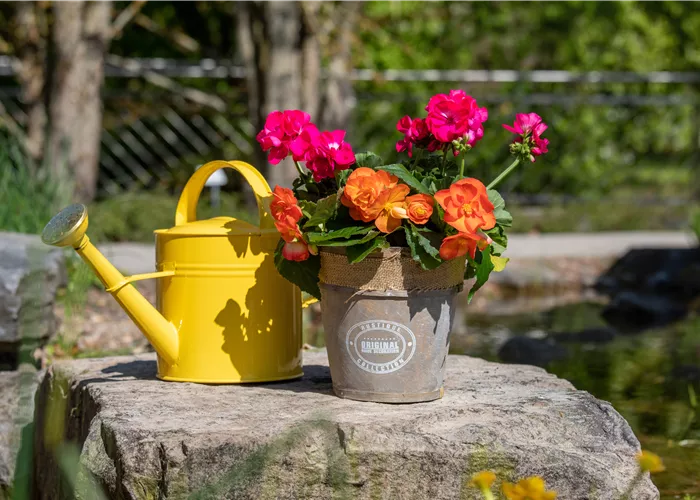 Knollenbegonien pflanzen und Garten und Balkon gestalten