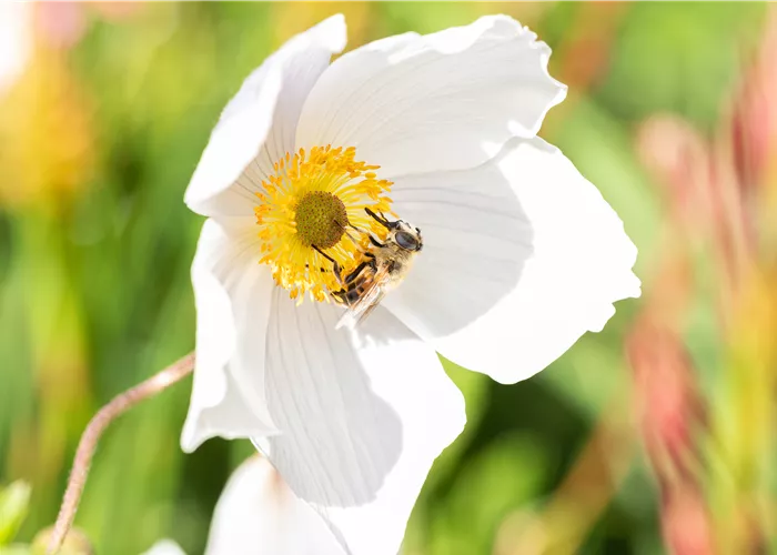 Nützlinge im Garten – Fleißige kleine Helfer fördern