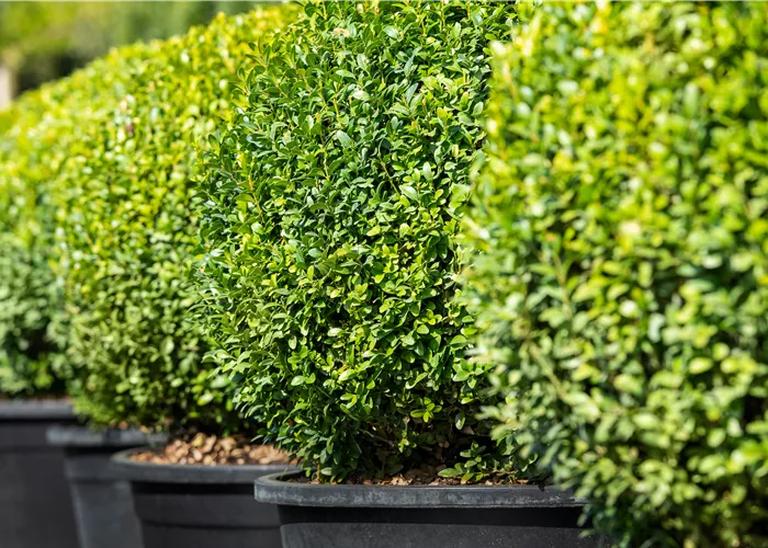 Buchsbaum pflanzen und pflegen lohnt sich 