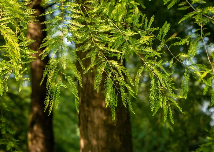 Die beliebtesten Nadelgehölze – Stars mit Nadeln im Garten